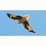 2 20180708 RM DSC08694 (1)Rotmilan.jpg